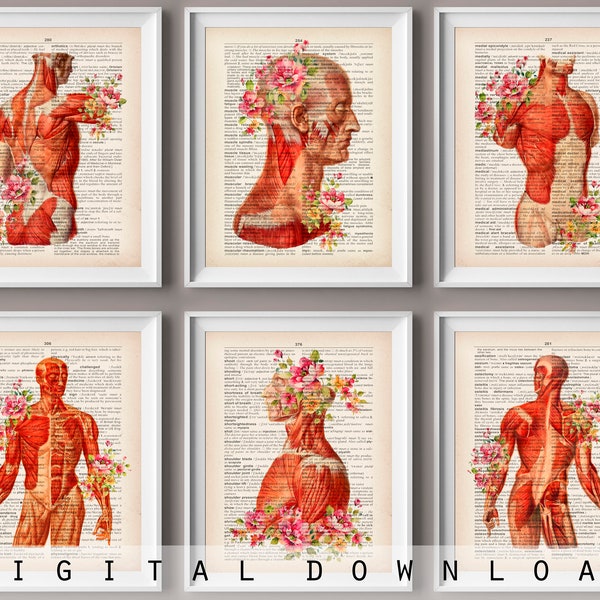 6 Muscular System Anatomical Posters Vintage Anatomy Art Floral Medical Decor Scientific Art Doctor Office Art Massage Therapist Cabinet Art