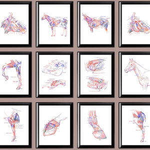 12 Horse Anatomy Posters Animal Physiology Art Large Animal Veterinary Diagram Biology Art Veterinarian Gift Vet Clinic Wall Decor