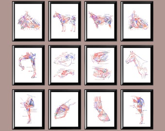 Könnte beinhalten: Ein Satz von 12 anatomischen Illustrationen der Muskulatur eines Pferdes, wobei jede Illustration sich auf einen anderen Teil des Körpers konzentriert. Die Illustrationen sind in Rot und Blau gehalten, mit Beschriftungen, die die verschiedenen Muskeln identifizieren.