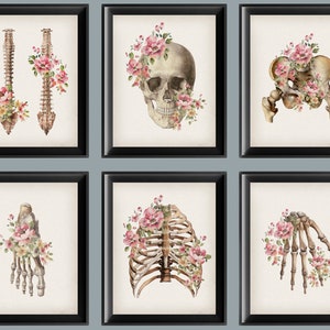 May include: Set of six anatomical illustrations featuring various bones from the human skeleton, each adorned with delicate pink and white floral arrangements.