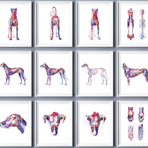 Dog Anatomy Poster Set of 12 Animal Anatomy Mammals Anatomy Pet Physiology Art Biology Art Veterinarian Gift Vet Clinic Wall Decoration