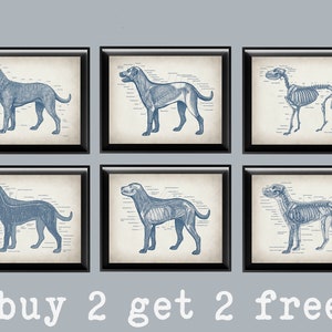 6 affiches vintage d&#39;anatomie canine, physiologie du chien, art vétérinaire, anatomie animale, art, biologie, art, cadeau pour bureau vétérinaire, clinique vétérinaire