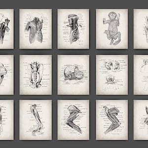 May include: A set of 12 vintage anatomical illustrations of a monkey, featuring detailed drawings of the skeleton, muscles, and organs. The illustrations are in black and white and have a vintage aesthetic.