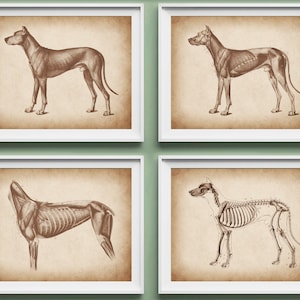 4 Vintage Pet Anatomy Posters Dog Veterinary Art Canine Physiology Poster Veterinarian Gift Veterinary Clinic Decor Pet Doctor Gift