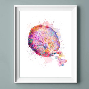 Acuarela Placenta Impresión Anatomía Femenina Arte Sistema Reproductivo Cartel Arte Médico Obgyn Arte Partera Regalo Doctor Asistente Regalo Enfermera Regalo