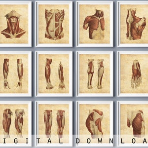 Spierstelsel anatomie kunst set 12 vintage geneeskunde poster medisch decor fysiotherapeut cadeau massage kliniek muur kunst chirurg cadeau