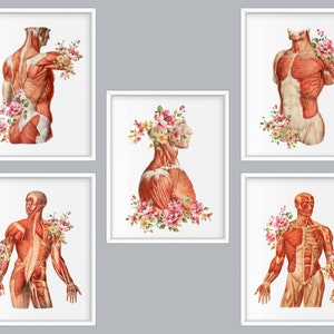 5 Anatomy and flower art, Anatomical body drawing, Muscles of torso, Chest muscles, Neck muscles, Front muscles, Back muscles, Massage decor