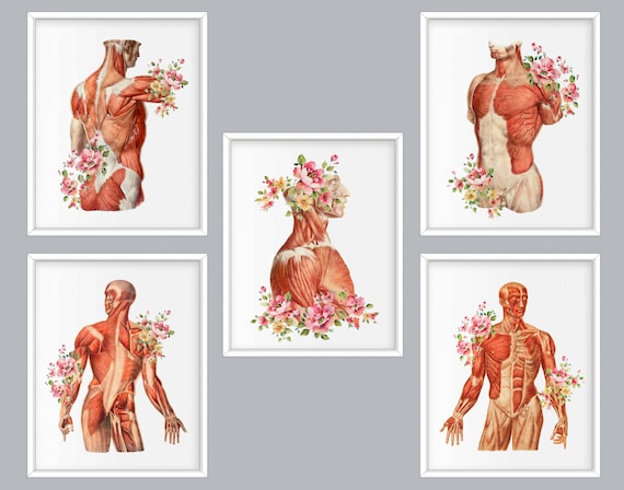 CLASS101+ | An intro course on human body structure to learn the basics in  30 minutes
