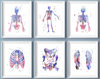 12 Human Skeleton Anatomy Art Skeletal Bones Posters Medical Art ...