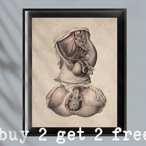 Vintage Female Anatomy Urinary System Art Reproductive System Art Medical Art Obgyn Art Urogenital System Structure Gynecologist Office Gift