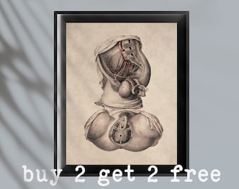 Lámina artística vintage de anatomía femenina: sistema urogenital, decoración de consultorio de ginecología (descarga digital)