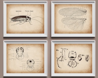 4 Vintage Cockroach Anatomy Posters Bugs Physiology Art Insect Anatomy Art Entomology Art Biology Art Laboratory Wall Decor Biologist Gift