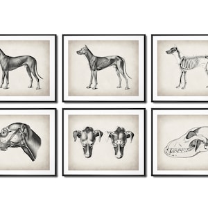 6 Anatomie du chien, anatomie animale, anatomie pour animaux de compagnie, anatomie canine, physiologie du chien, art de la biologie, art vétérinaire, déco de clinique vétérinaire, cadeau vétérinaire