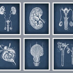 May include: Set of six framed anatomical art prints featuring detailed white illustrations of the human urinary and reproductive systems against a dark blue background. Each print is in a white frame.