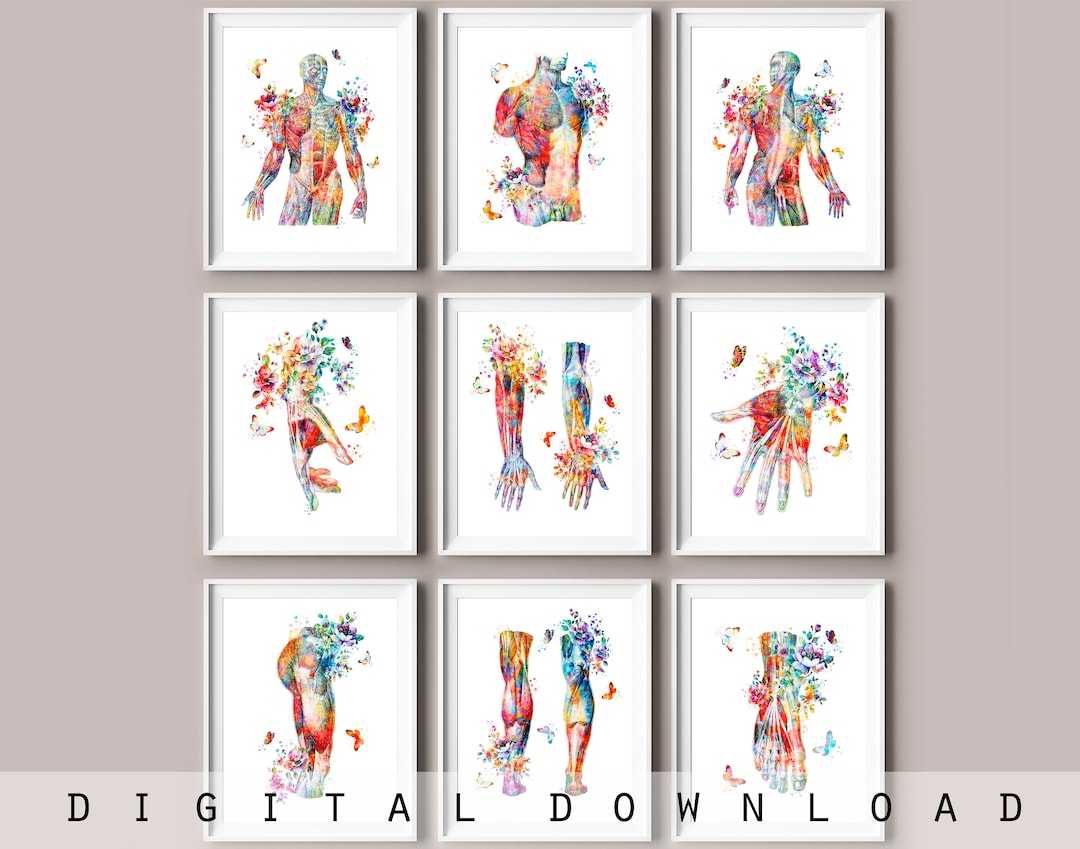 9 Watercolor Anatomy Art Human Muscular System Medical Artwork Massage ...