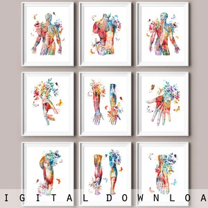 9 Arte de anatomia em aquarela Sistema muscular humano Arte médica Clínica de massagem Arte de parede Presente para consultório médico Presente de formatura de médico