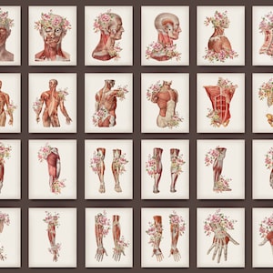 Antique Anatomy Muscular System Prints: Vintage Medical Art (Digital Download)