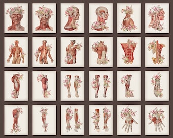 12 ヴィンテージ人体解剖図 筋骨格系ポスター 医療アート 外科解剖図 