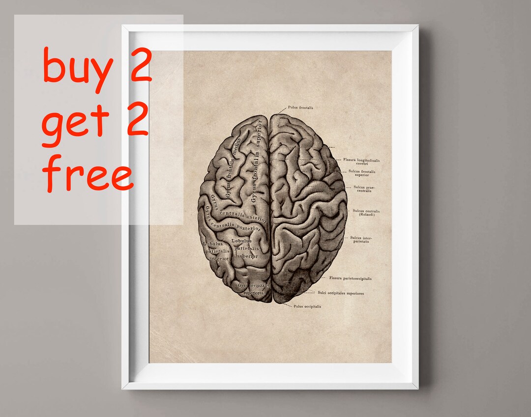 Vintage Human Brain Anatomy Poster: Medical Neurology Art (digital ...