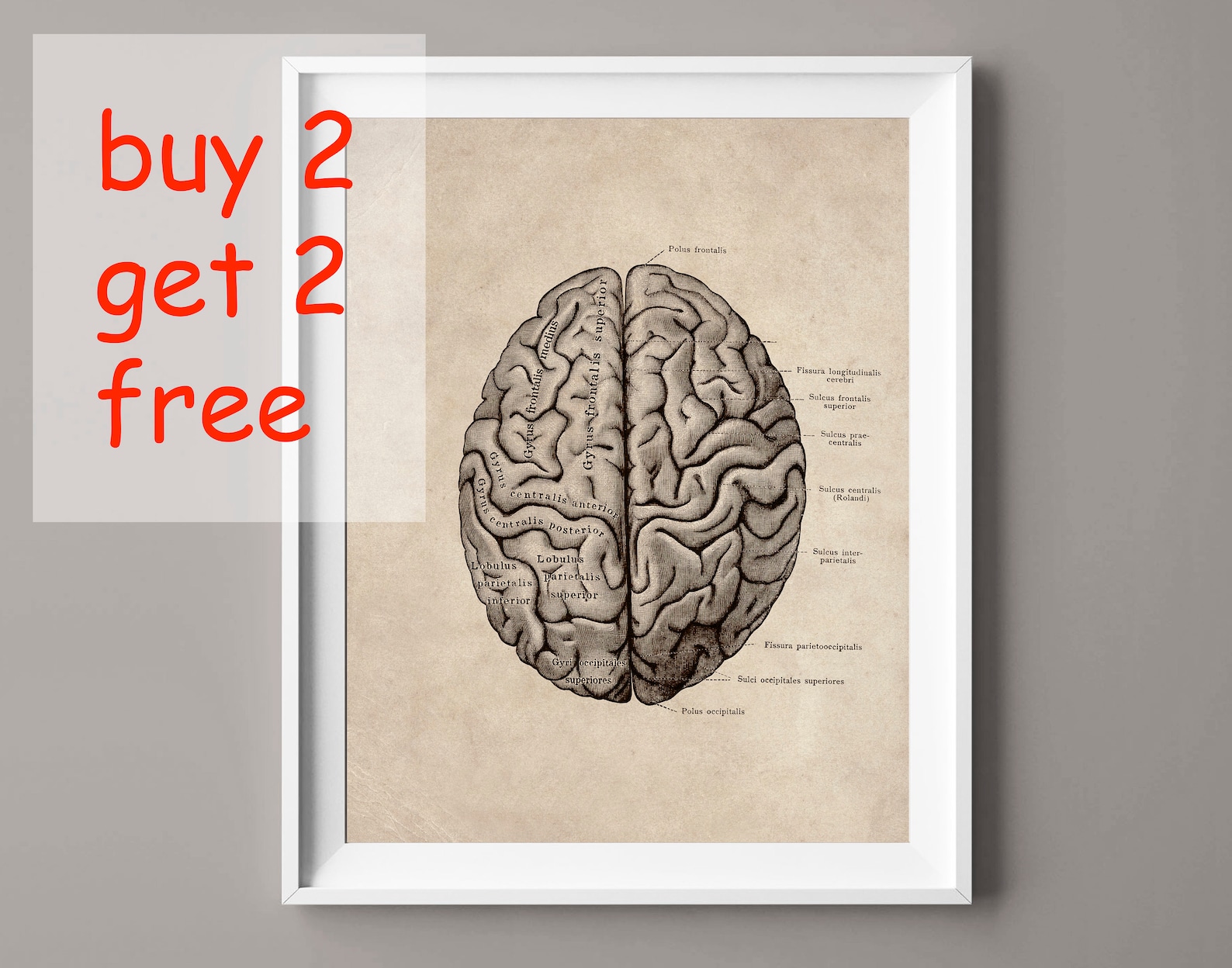 Vintage Human Brain Anatomy Poster: Medical Neurology Art (digital ...