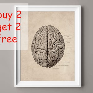 Neurologist Gift Doctor Gift Human Brain Poster Vintage Anatomy Art Medical Art Science Art Neurology Art Labeled Anatomy Illustration