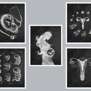 5 Kunst foetale ontwikkeling Tekening prenatale ontwikkeling Ontwikkelingsstadia van de foetus Poster Embryonale ontwikkelingskunst Schoolbordkunst Zwangerschapskunst