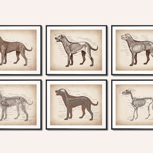 Set de 6 pósteres vintage de anatomía canina, fisiología canina, arte veterinario, biología, regalo veterinario, decoración de clínica veterinaria, regalo de cirujano veterinario.