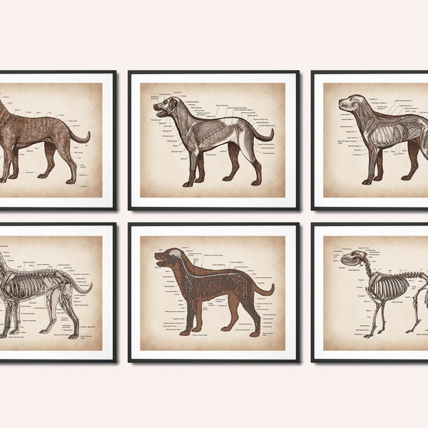 Set 6 Vintage Dog Anatomy Art Canine Physiology Poster Veterinary Art Biology Art Veterinarian Gift Veterinary Clinic Decor Vet Surgeon Gift