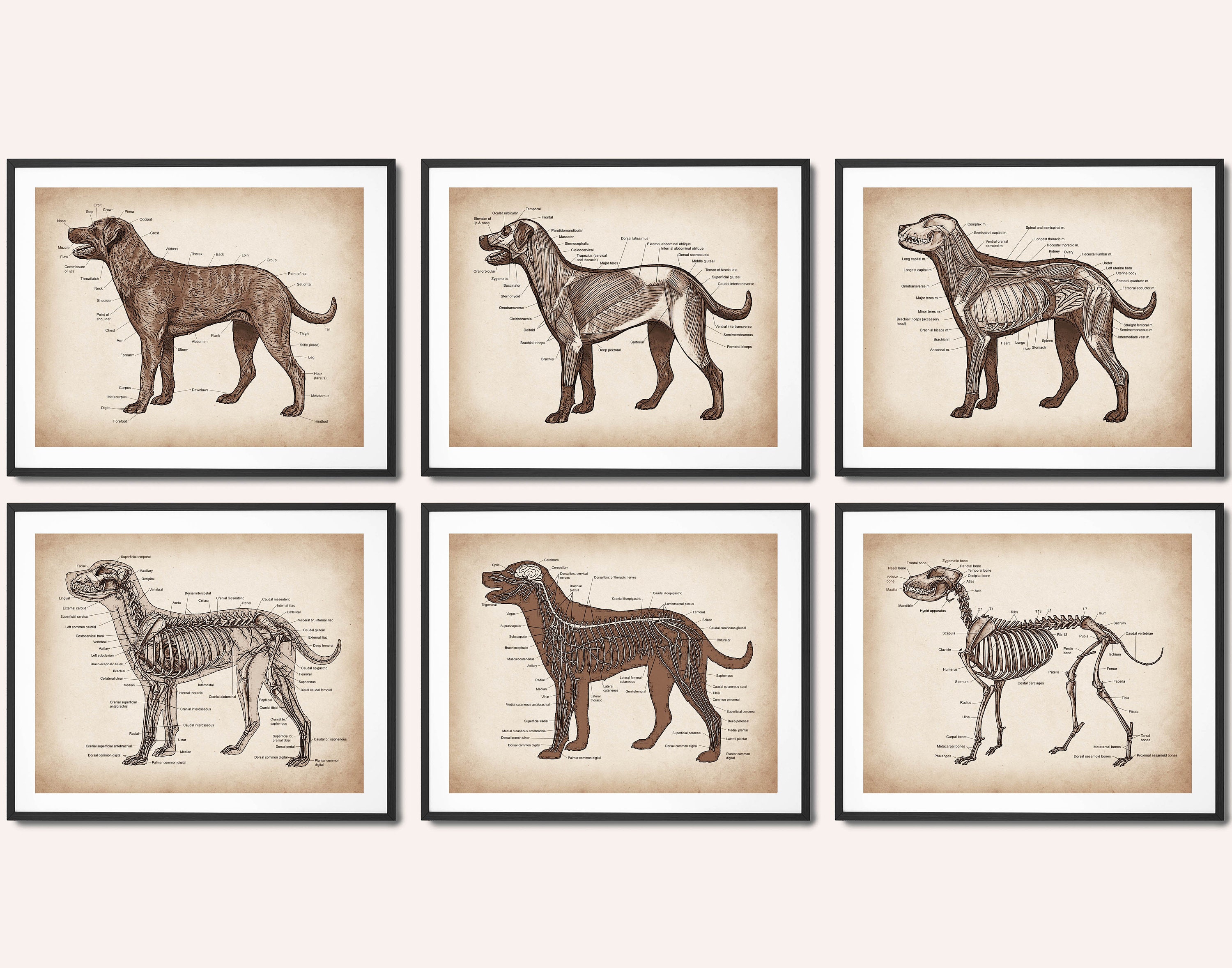 Vintage Dog Anatomy Art Prints: Canine Physiology Posters, Vet Clinic Decor