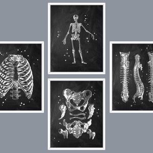 Anatomy of Human Skeleton Art Prints: Chalkboard Skeletal System (Digital Download)