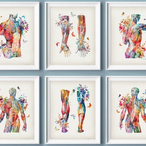 Set 6 Aquarell Muskulatur Anatomie Medizinische Kunst Muskel Poster Massage Klinik Dekor Physiotherapeut Geschenk Chirurg Geschenk Klinik Kunst