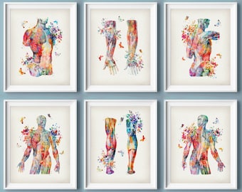 Watercolor Muscular System Anatomy Art Prints: Medical Decor (Set of 6)