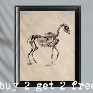 Vintage Equine Anatomy Poster Horse Skeleton Art Veterinary Art Zoology Art Biology Art Veterinarian Gift Vet Clinic Decor