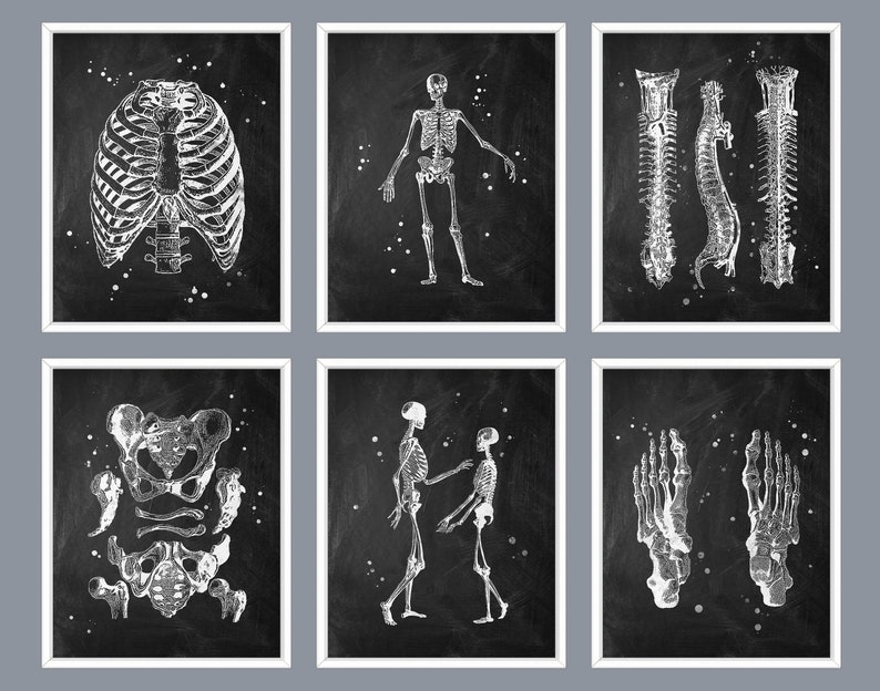 6 Skeleton Drawings Chalkboard Art Medical Art Skeletal Etsy