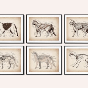6 Arte anatomica del gatto vintage Arte fisiologica animale Poster di anatomia felina Arte veterinaria Poster per animali domestici Arte biologica Regalo veterinario Clinica veterinaria