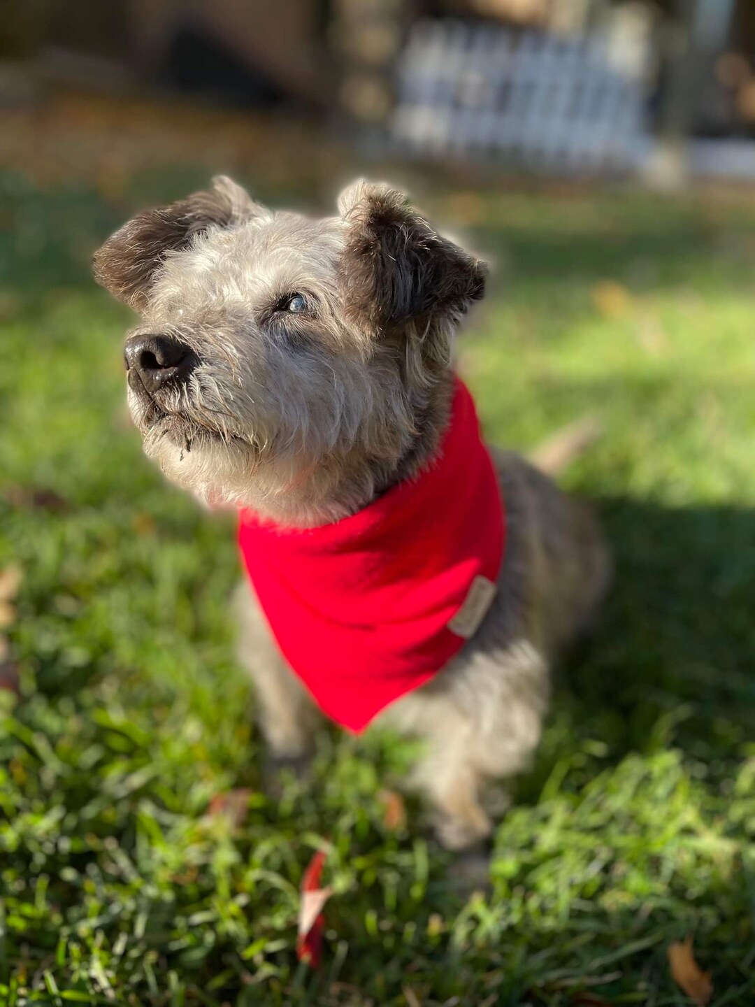 Vibrant Red Organic Double Gauze Dog Bandanna, Organic Double Gauze