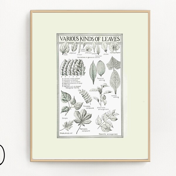 Vintage Plant Botanical Illustration Print, Modern Neutral Black and White Wall Art, Leaf Nature Decor for Bedroom Bath Living Room Office