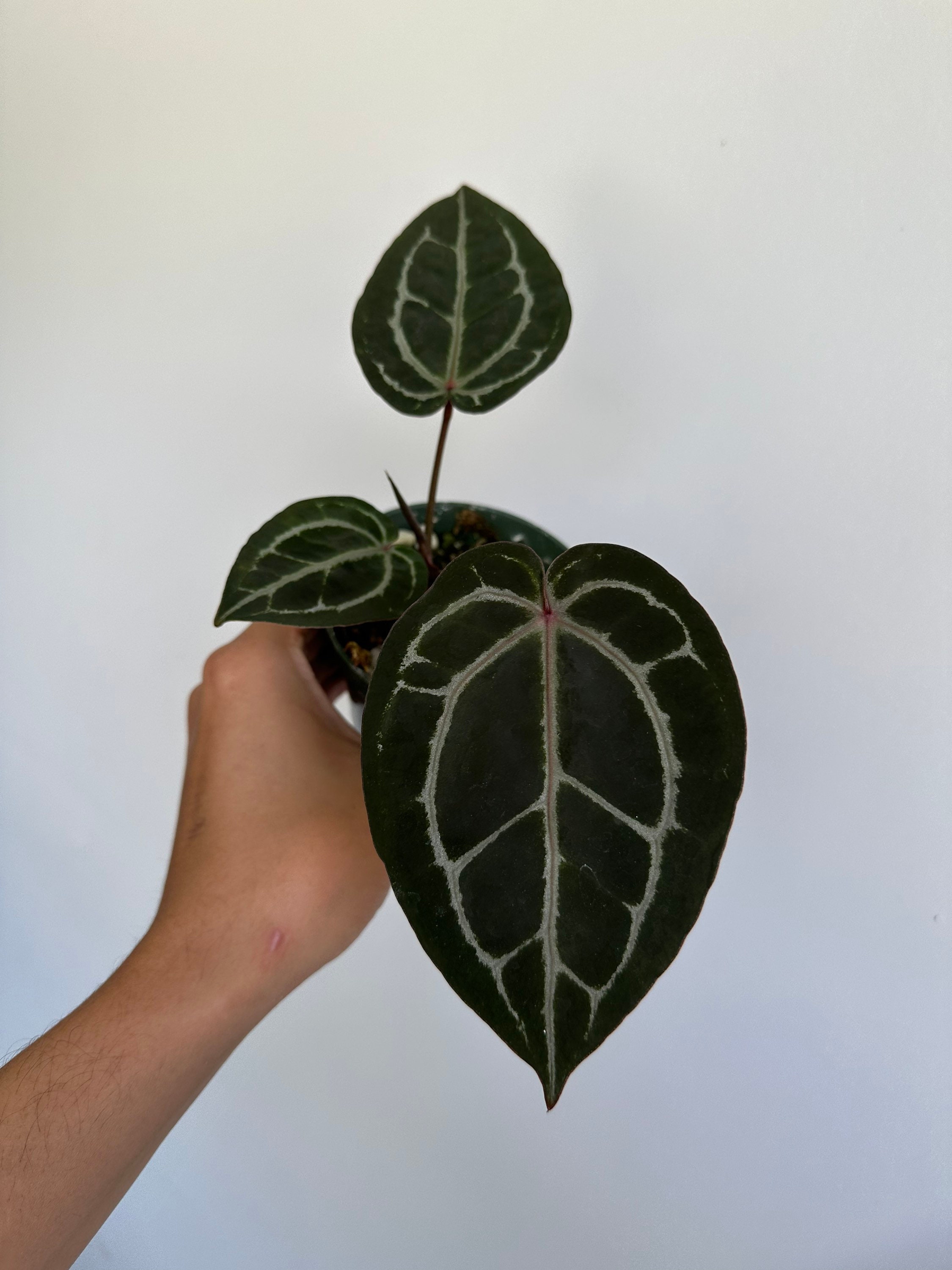 Anthurium Zara X Michelle X Doc Block F2 Lineage (dark