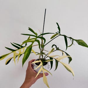 May include: A potted houseplant with long, pointed leaves in shades of green and yellow. The plant is in a small, white ceramic pot. A black support stick is visible.