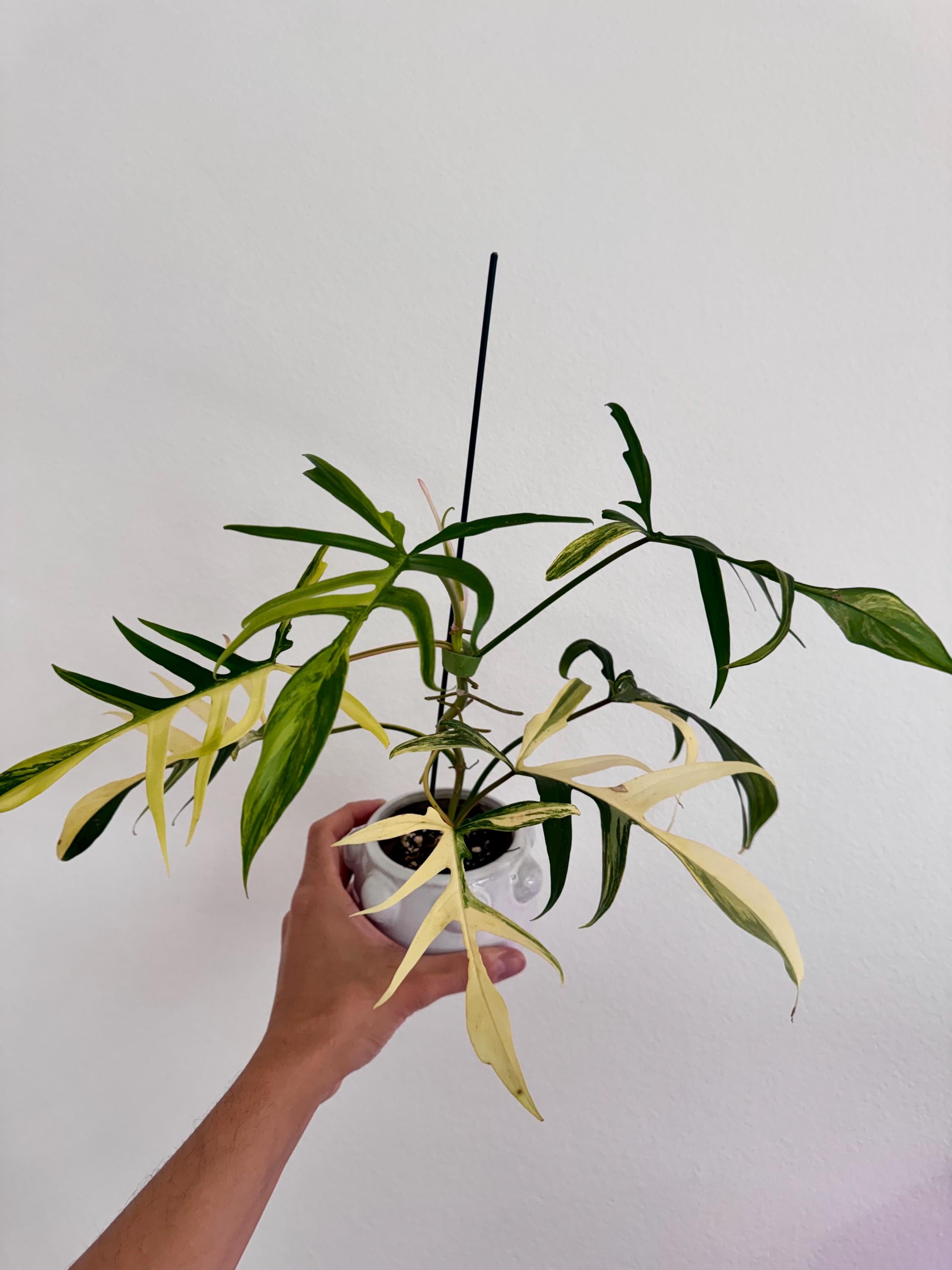 Philodendron Florida Beauty X Polypodioides - Etsy