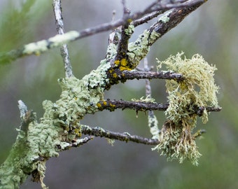 Old Lichens