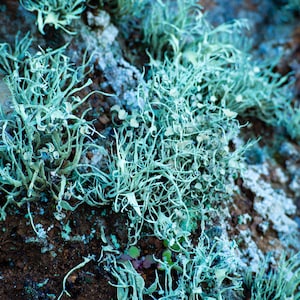 May include: Close-up of blue-green lichen growing on a rock. The lichen has a delicate, feathery texture.