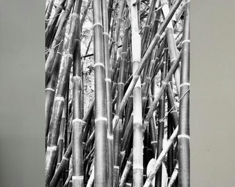 Black Bamboo Forest: Black and White Photography Matte Vertical Poster Botanical Print Wall Art Livingroom wall Decor Forest Art