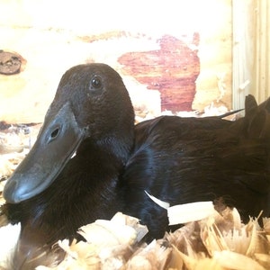 以下が含まれることがあります： 木くずで満たされた木製の囲いの中で休んでいる黒いアヒル。アヒルは暗い色のくちばしを持ち、快適に寄り添っています。背景は明るい色の木造構造です。