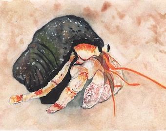 Bernard-l’ermite, Hermit crab