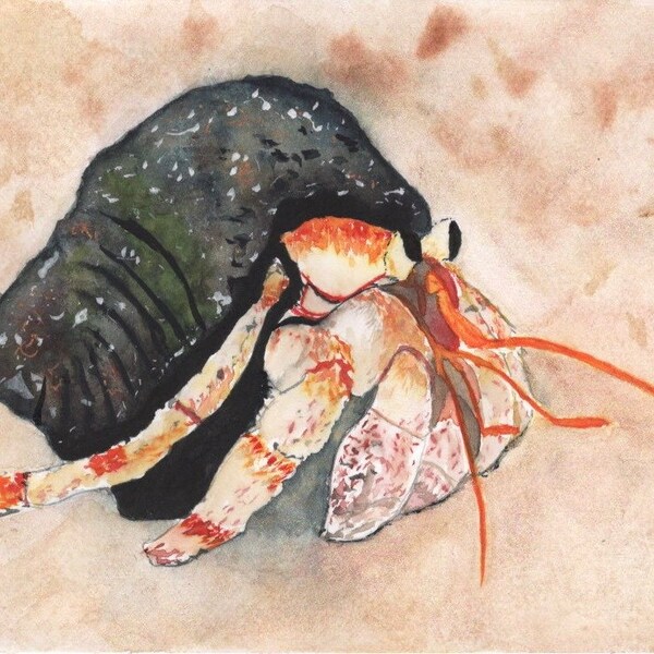 Bernard-l’ermite, Hermit crab