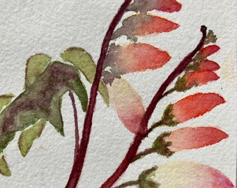 Two quick watercolour sketches of dahlia and ipomoea ‘Spanish flag’ from my balcony