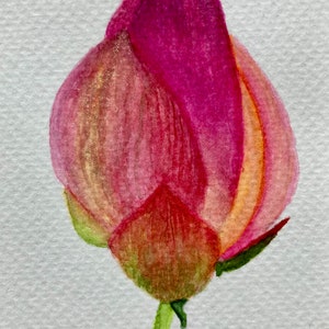 蓮の花のつぼみ