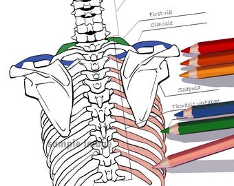 Página para colorear de anatomía de los huesos de la espalda para masajistas, enfermeras, estudiantes, aprendizaje de las vértebras y autoaprendizaje de los hongos góticos