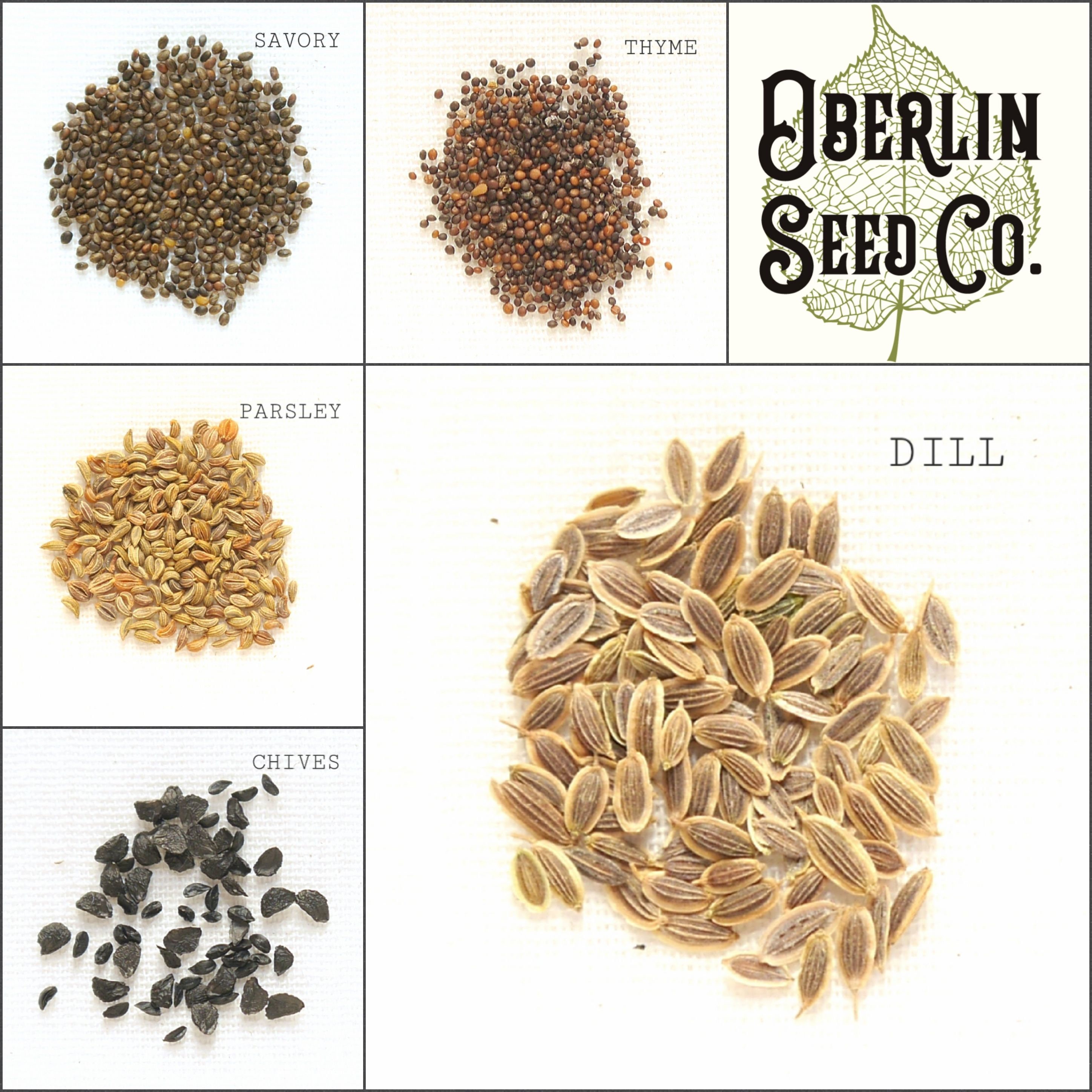 Herbs & Spices Seeds Etsy